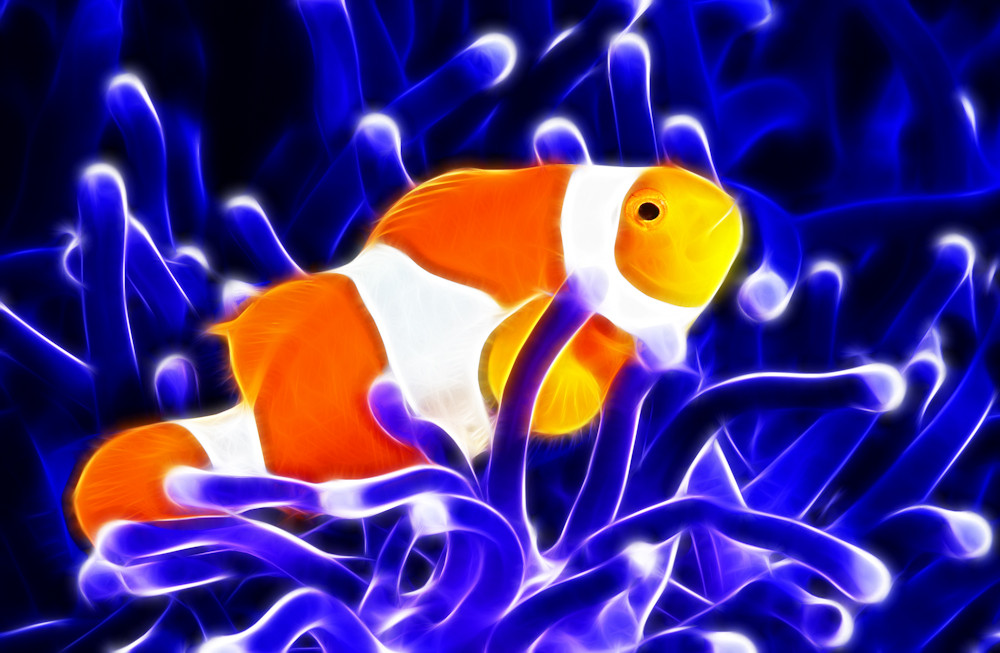 Blue Clownfish