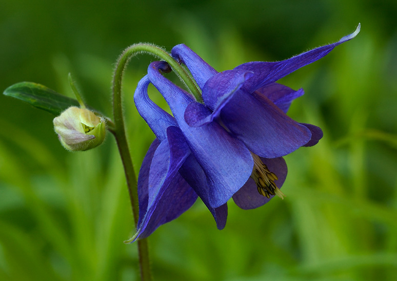 Blue Columbine