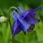 Blue Columbine