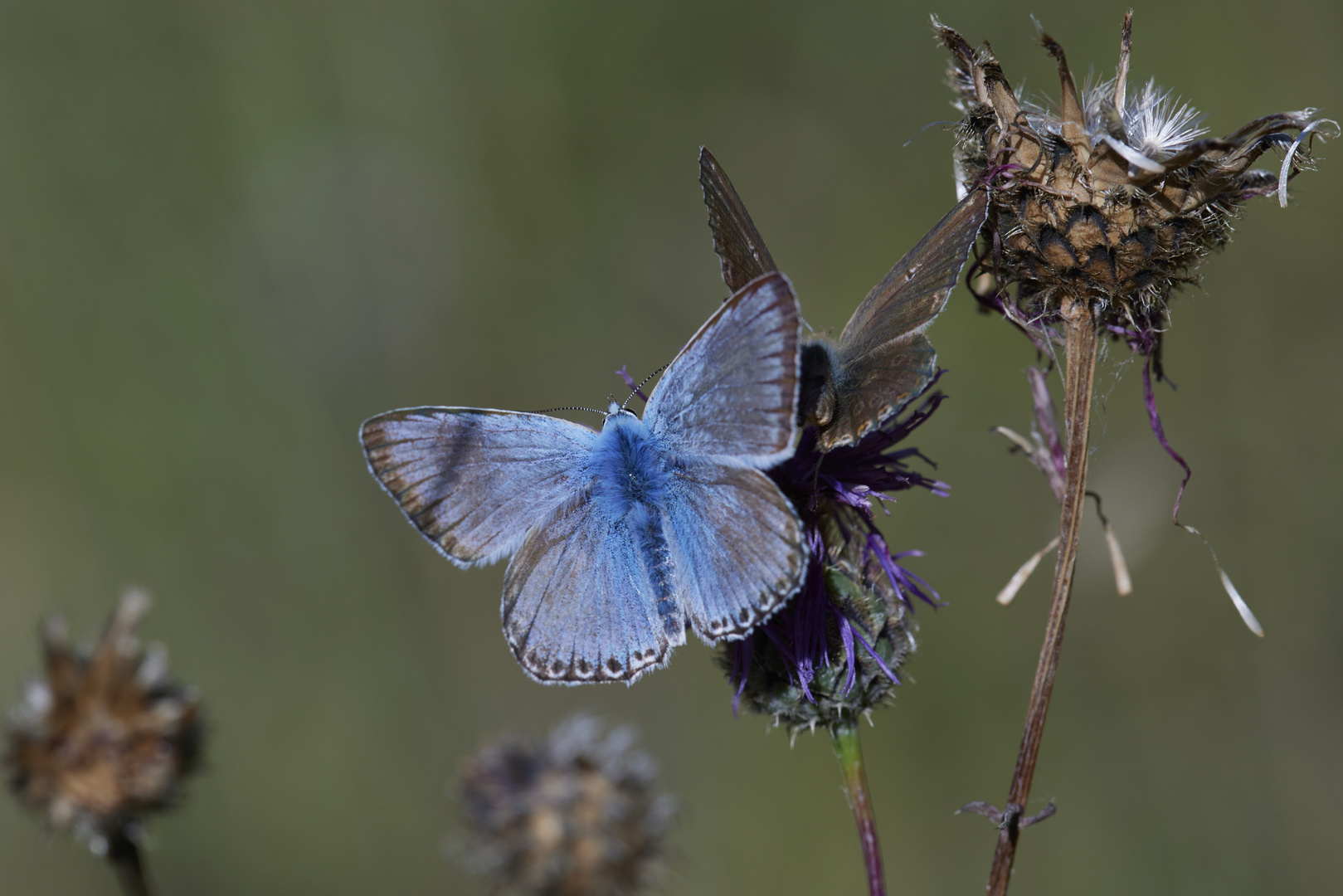 Blue companions