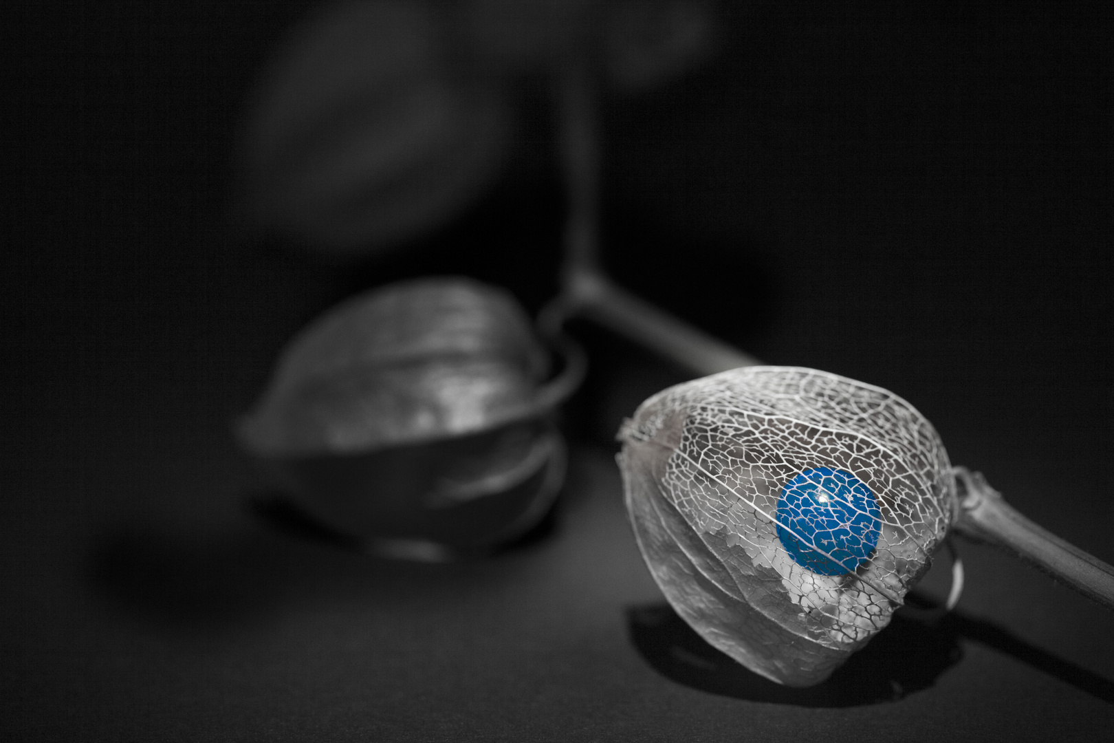 Blue core - Physalis