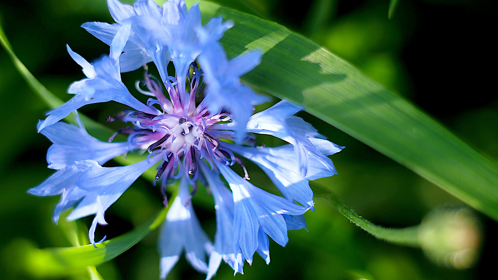 Blue Cornflower