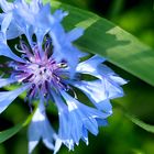 Blue Cornflower