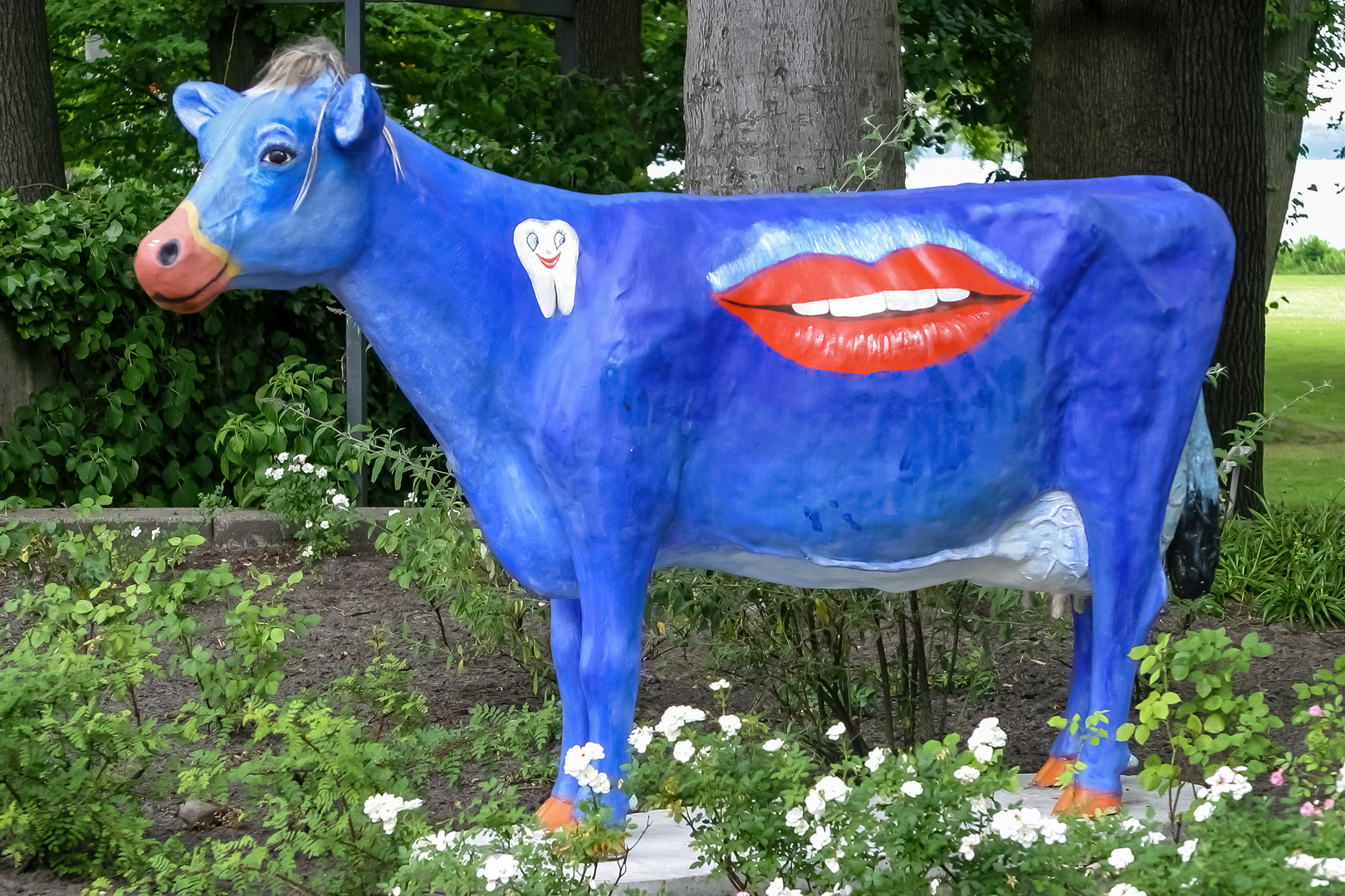 blue cow