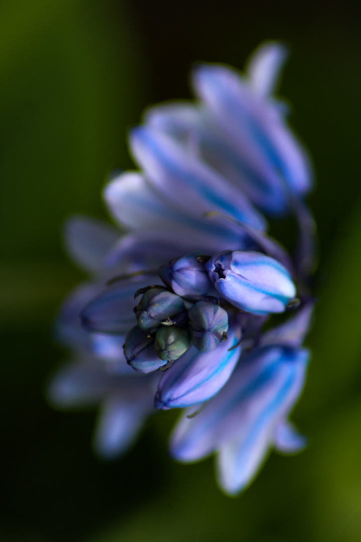 Blue cowslip