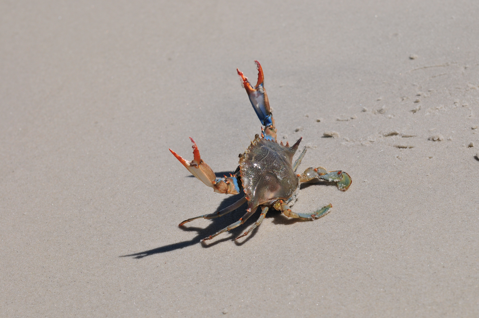 blue crab 2