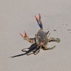 blue crab 2