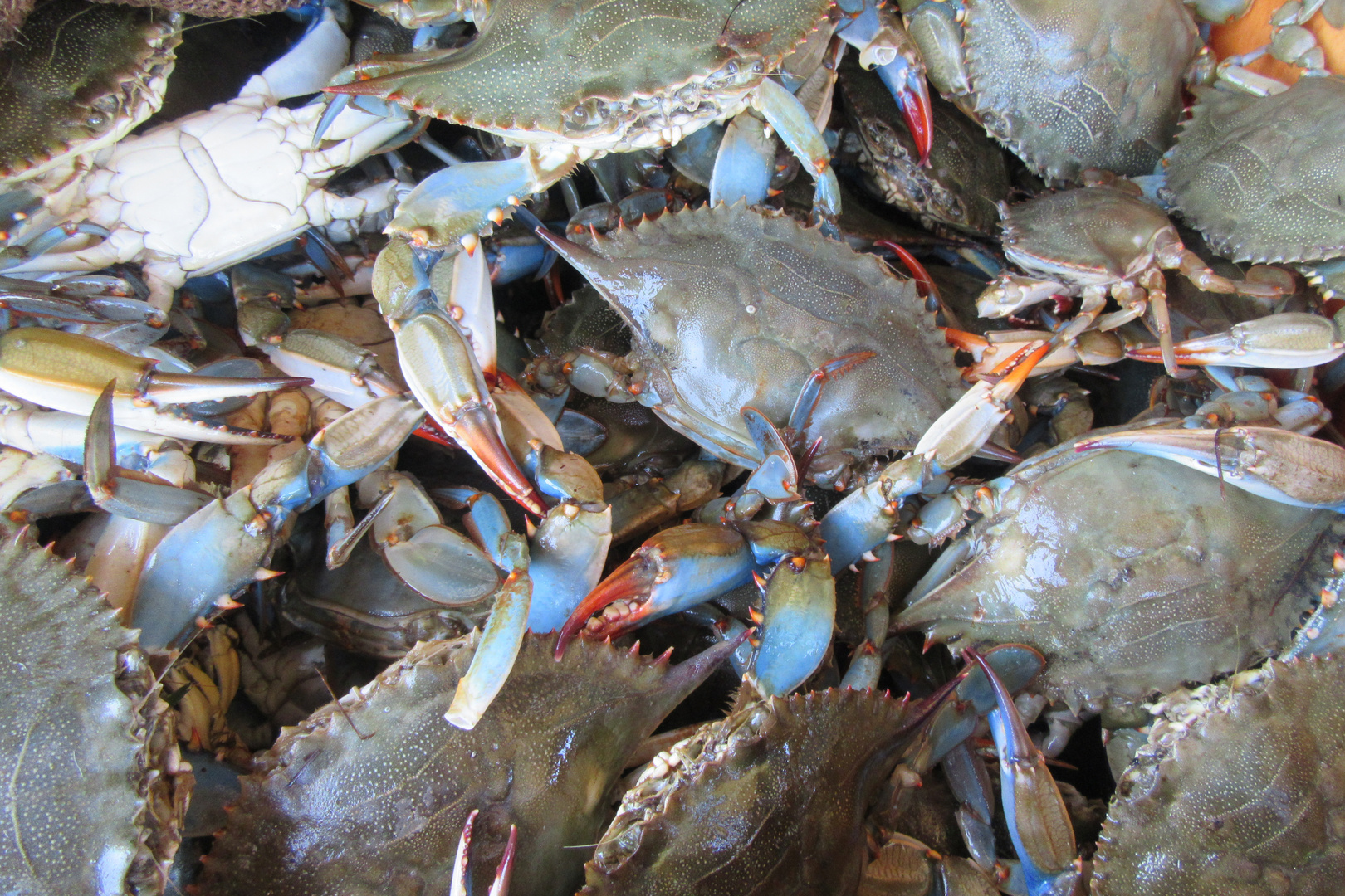 blue crabs