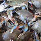 blue crabs