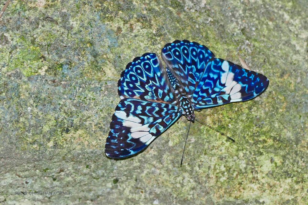 BLUE CRACKER