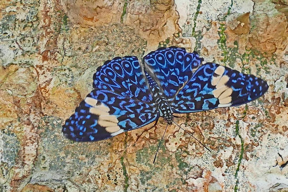 BLUE CRACKER