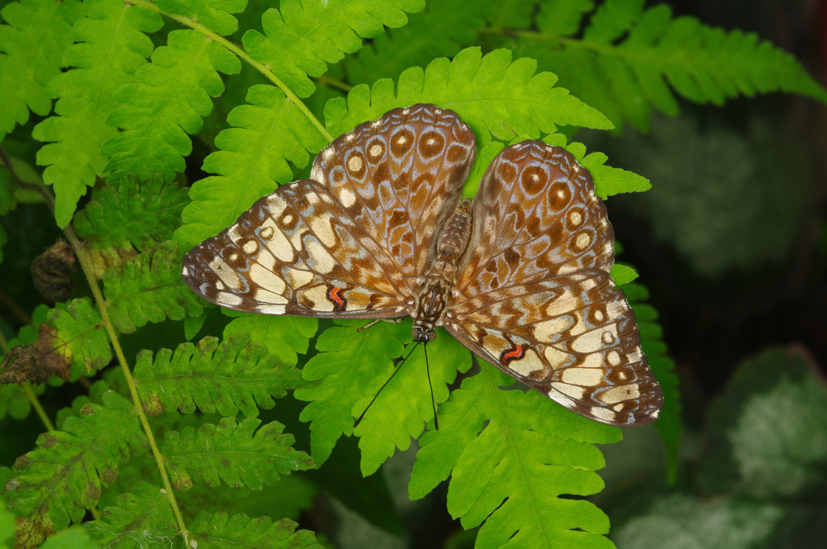 Blue cracker, Hamadryas feronia farinulenta 