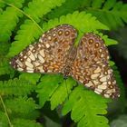 Blue cracker, Hamadryas feronia farinulenta 