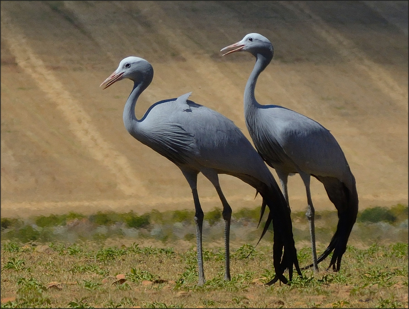 Blue crane couple