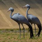 Blue crane couple