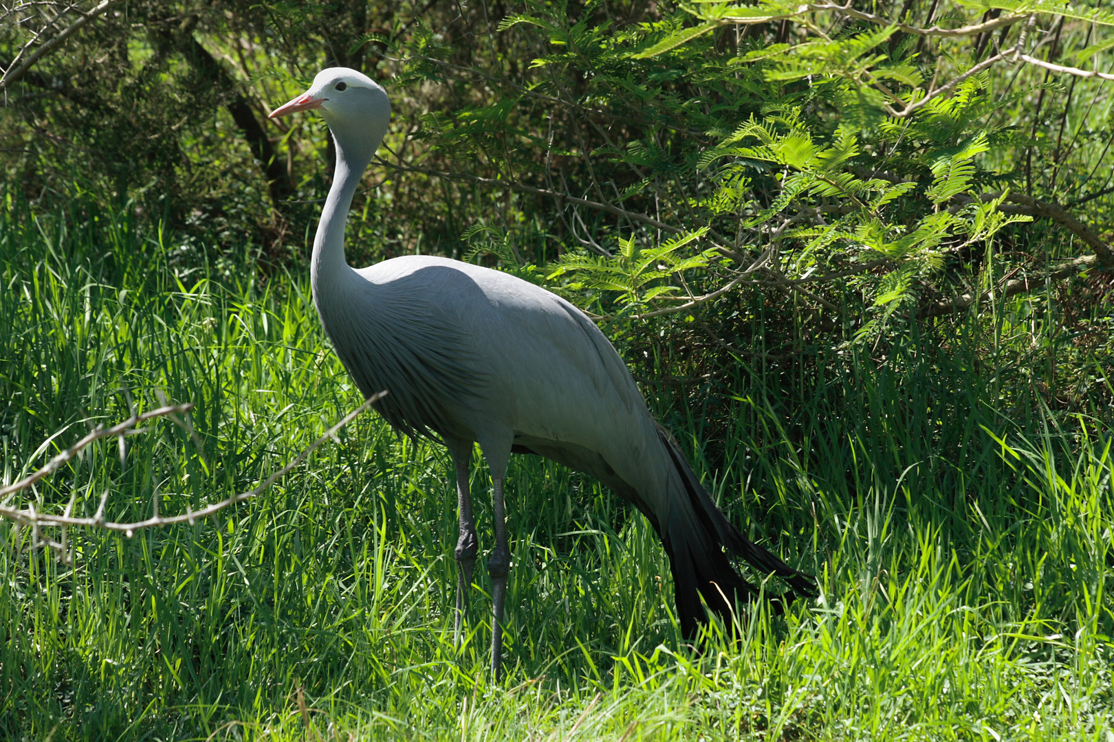 blue crane