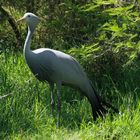 blue crane