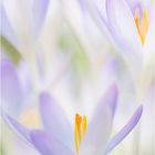 blue crocus........