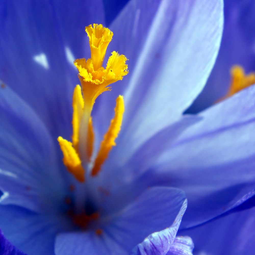 Blue Crocus by Stefman 