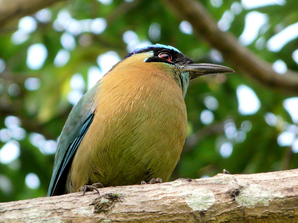 Blue-crowned Motmot