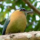 Blue-crowned Motmot