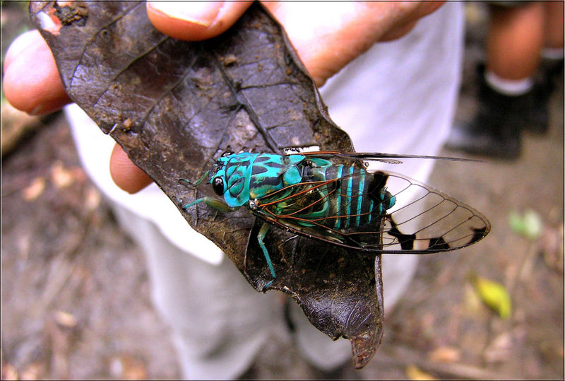 BLUE CURACAO ´´