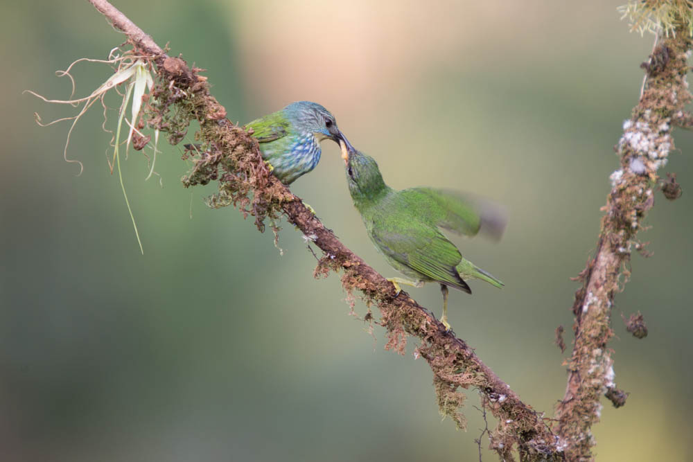 Blue Dacnis Female?