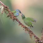 Blue Dacnis Female?