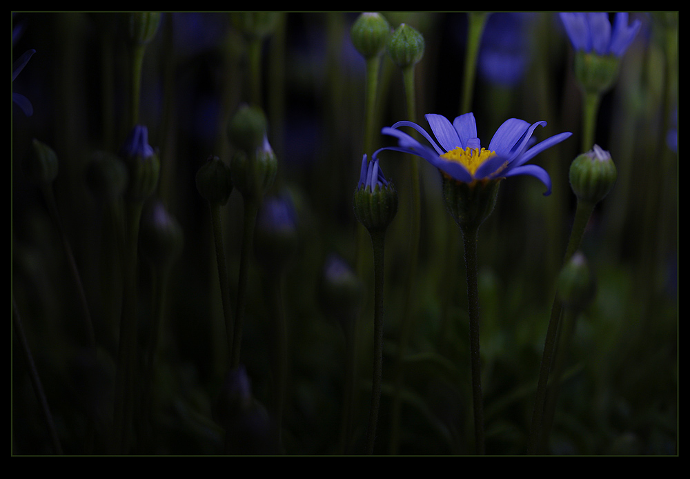 Blue Daisy ...