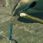 Blue Damselfly