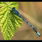 Blue Damselfly