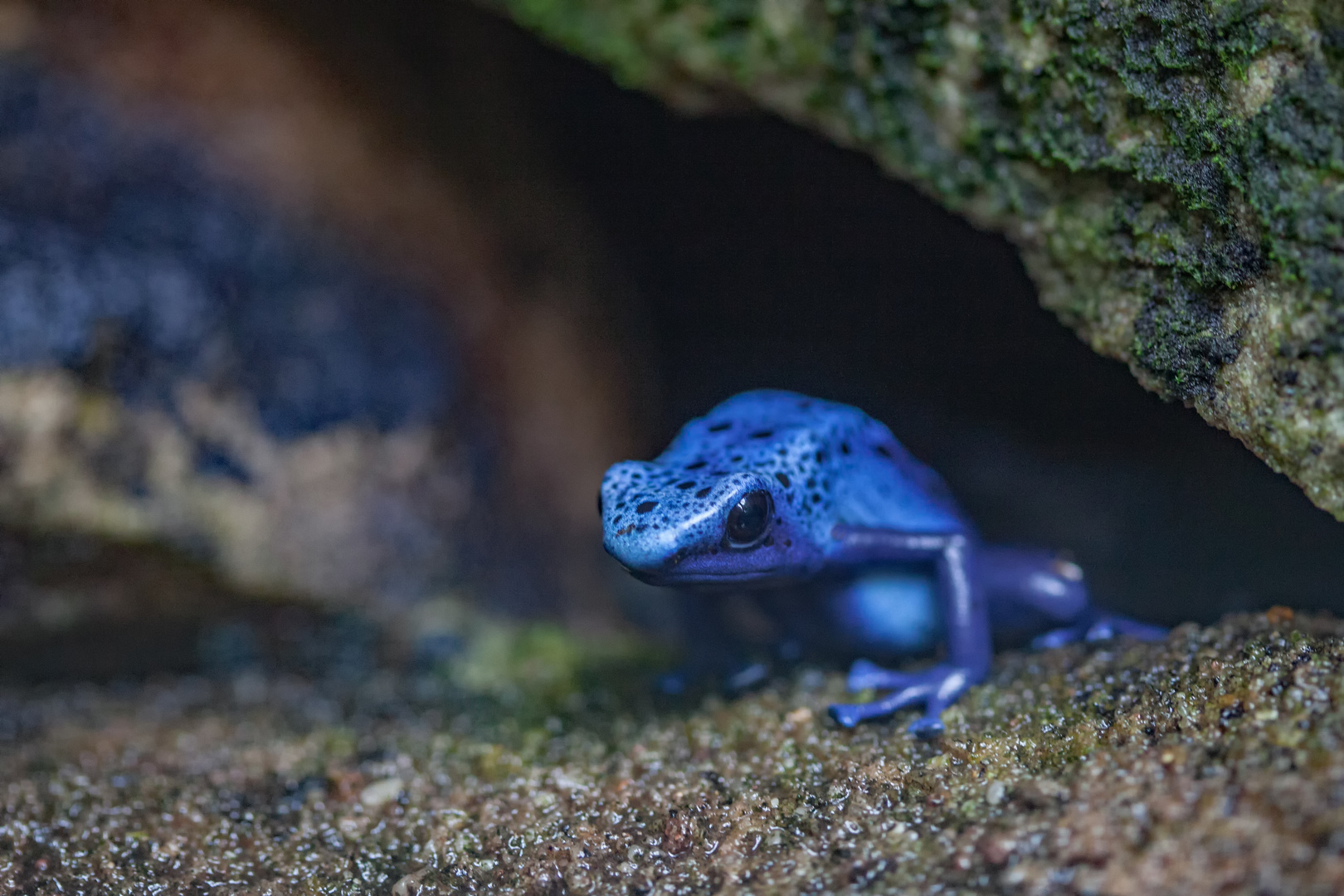 blue dart poison frog