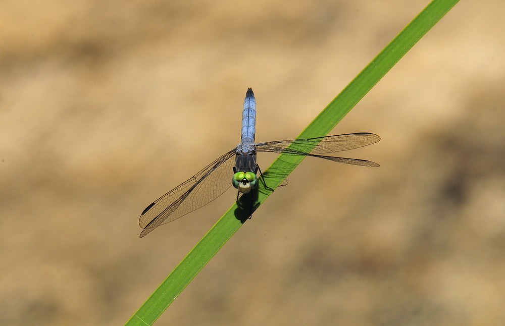 Blue Dasher