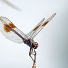 Blue Dasher?