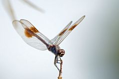 Blue Dasher?