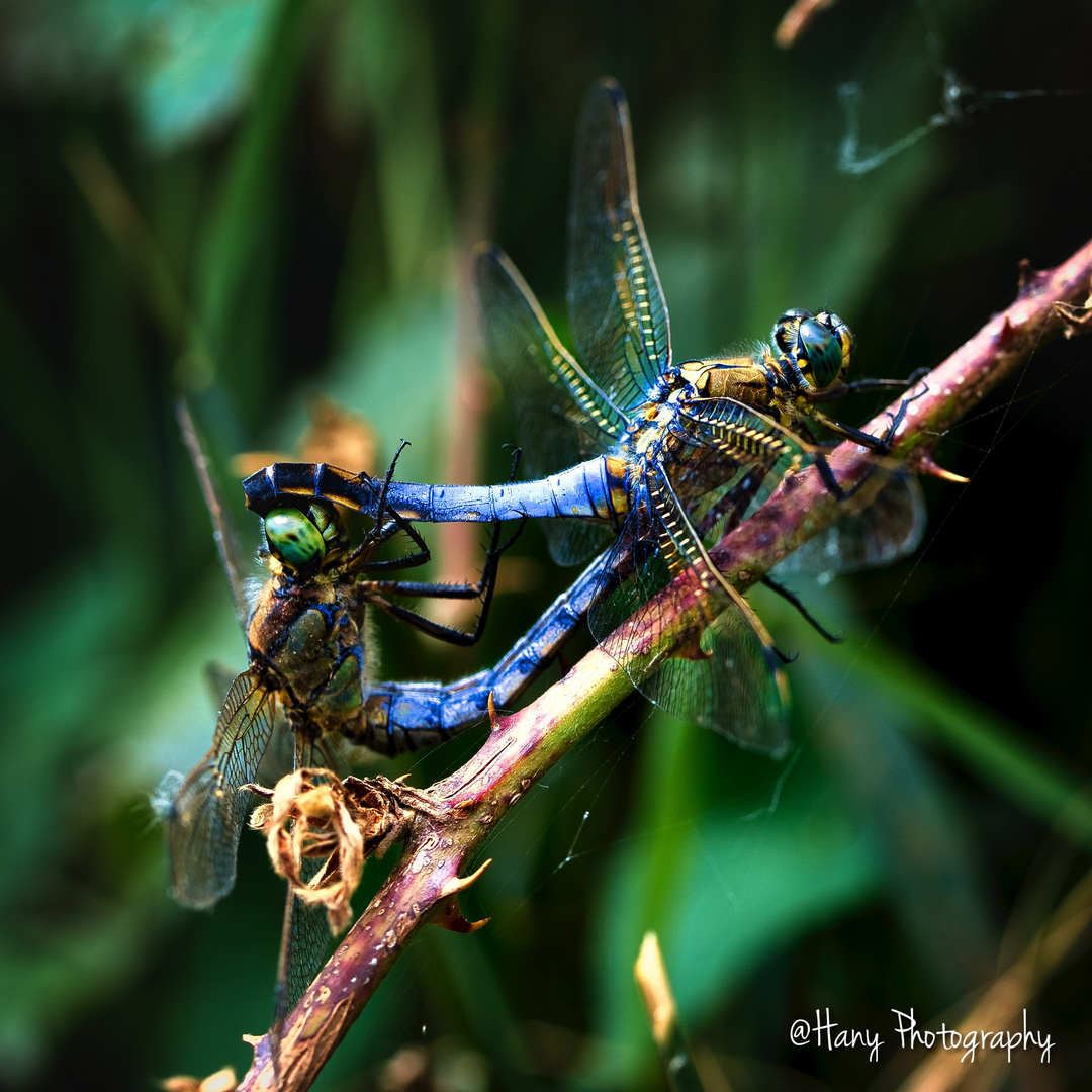 Blue Dasher dragonflies (mating pair)