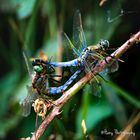 Blue Dasher dragonflies (mating pair)