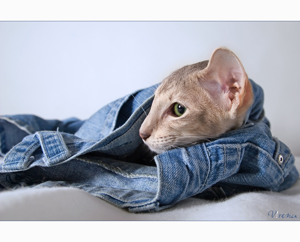 Blue Denim and Hot Pussy