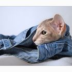 Blue Denim and Hot Pussy