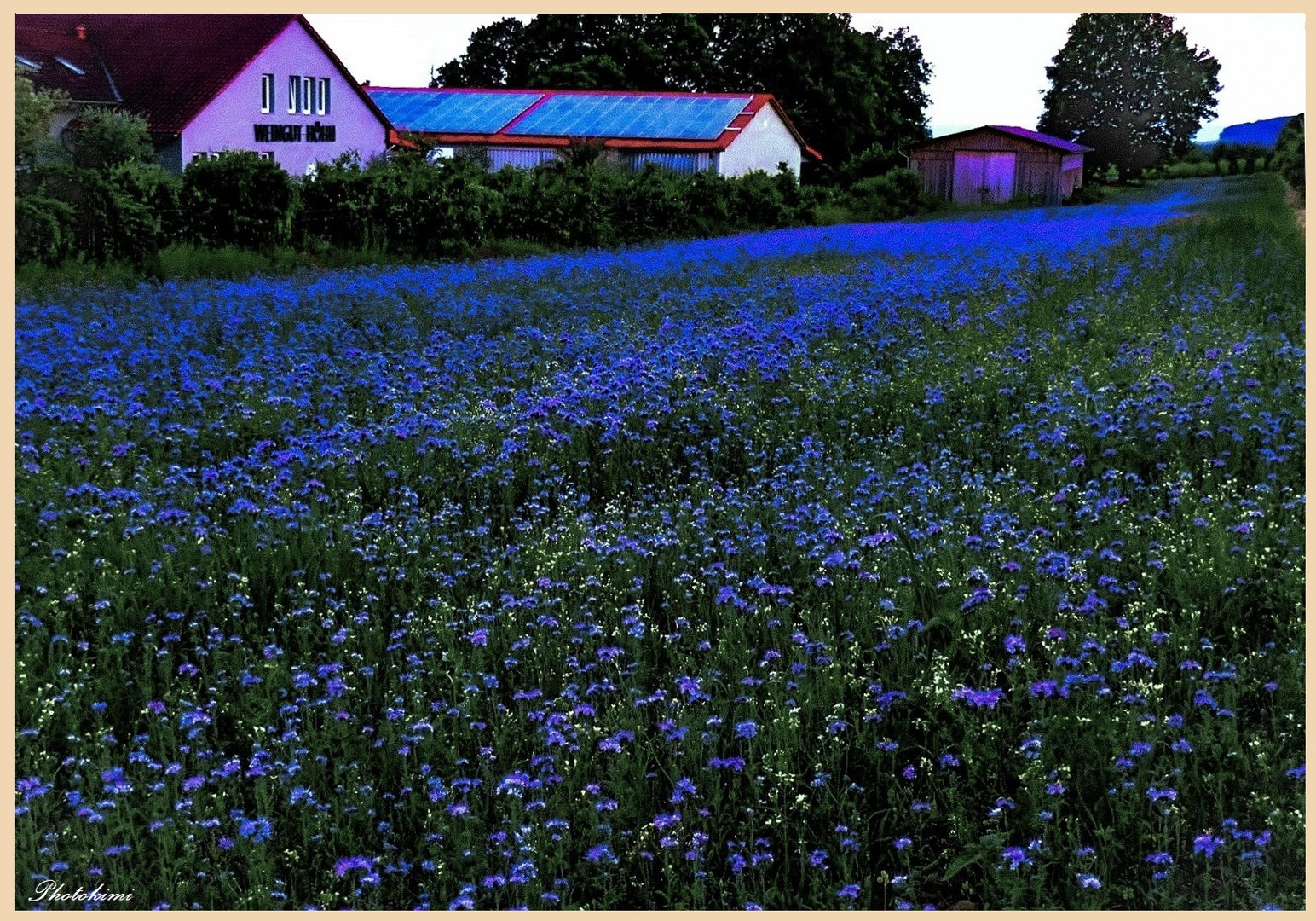 Blue der Bienenweide im Abendlicht