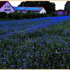 Blue der Bienenweide im Abendlicht