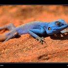 Blue Desert Saurian