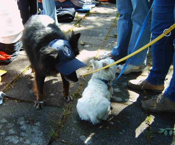 Blue Devils Fan