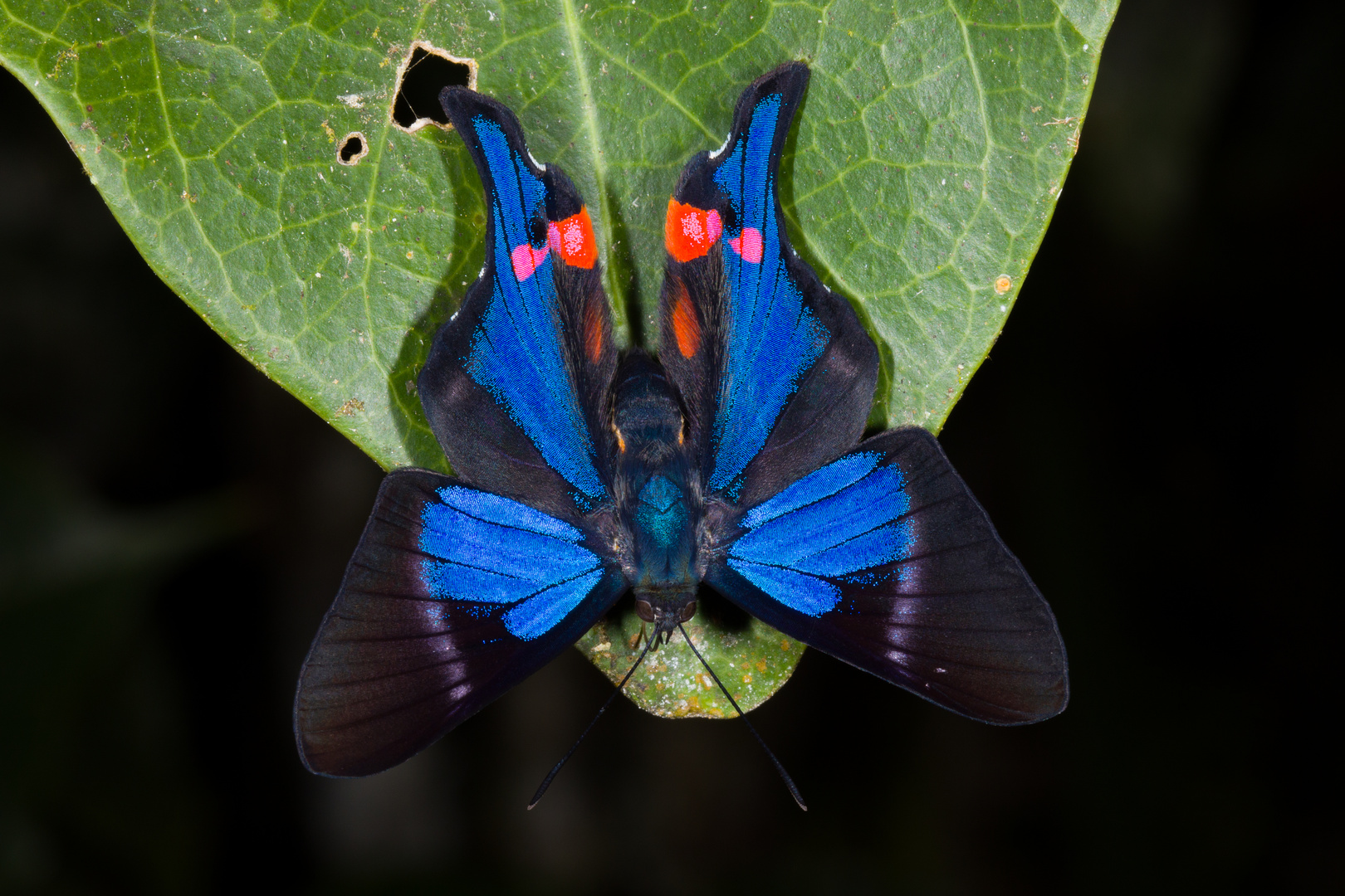 Blue Doctor (Rhetus periander periander)