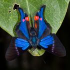 Blue Doctor (Rhetus periander periander)