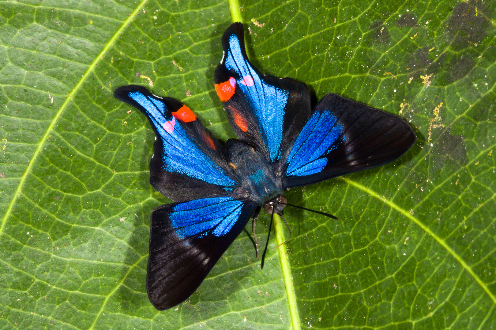 Blue Doctor (Rhetus periander periander) Foto & Bild natur, insekten