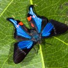 Blue Doctor (Rhetus periander periander)