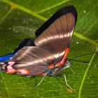 Blue Doctor (Rhetus periander periander)