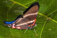 Blue Doctor (Rhetus periander periander)