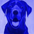 blue Dog